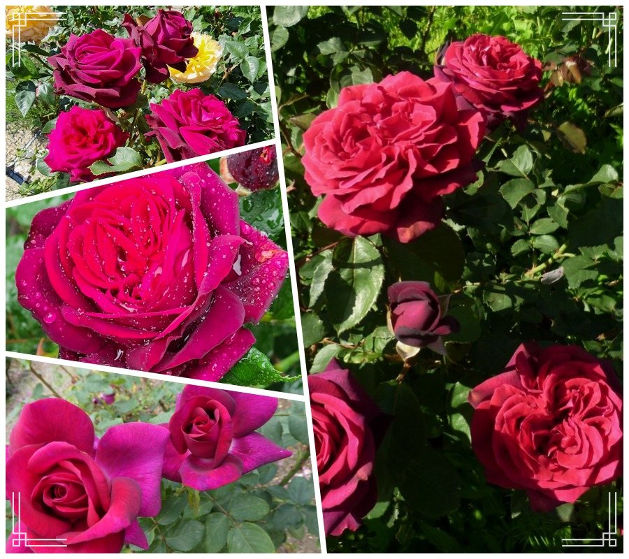 Grafin Diana róża wielkokwiatowa